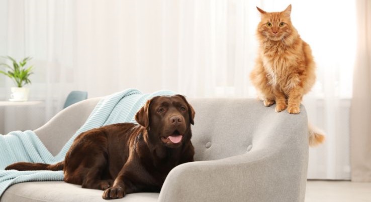 آماده‌سازی خانه برای حیوان خانگی